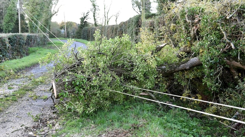 A fallen tree affecting power lines in Timahoe