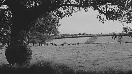 Kilmactigue, Sligo (1967)