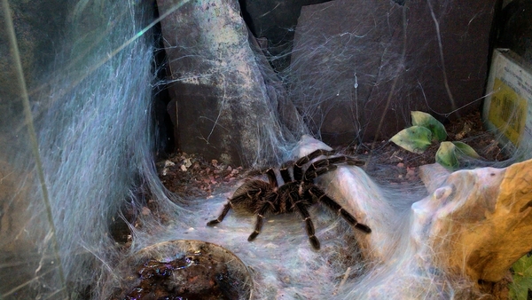 Untangling the web of myths around spiders