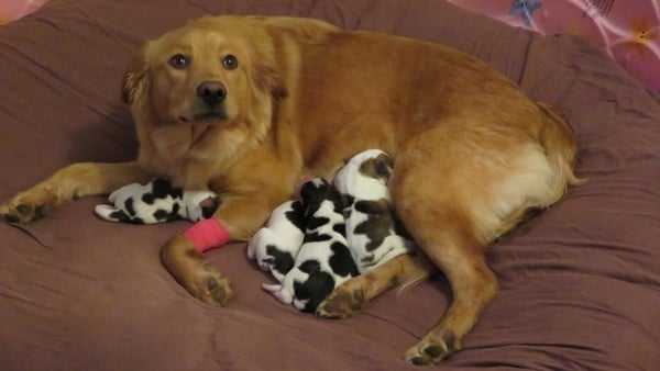 Rosie is looking a little confused as she is surrounded by her pups