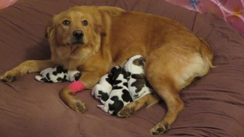 Rosie is looking a little confused as she is surrounded by her pups