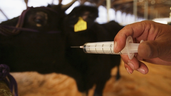 Antibiotics that are considered to be in the last line of defence for humans should not be used at all, the WHO