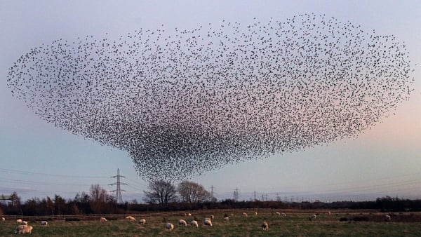 Starling Murumuration caught on camera - can you spot the Irish accent in there?