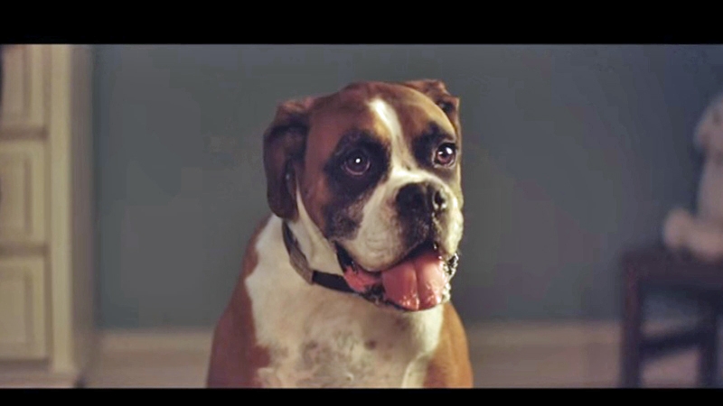 Who will Buster the Boxer's successor be?