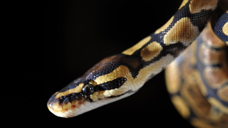 The man had a 35.5cm baby king python in his trousers (File photo)