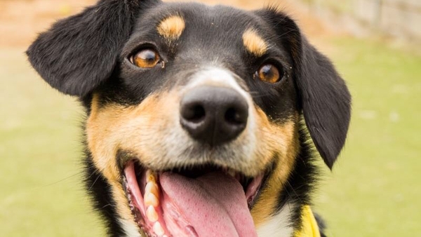 Pets at Home is to spend up to £8m stockpiling pet food and products