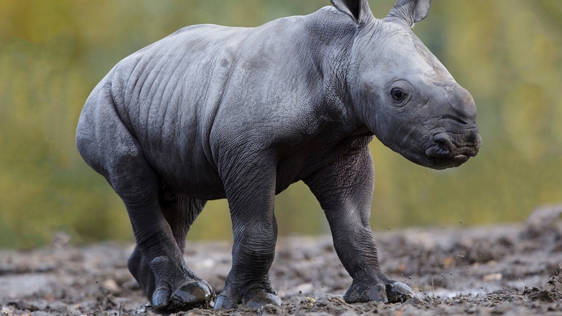 The new arrival is settling in extremely well in the African Plains.