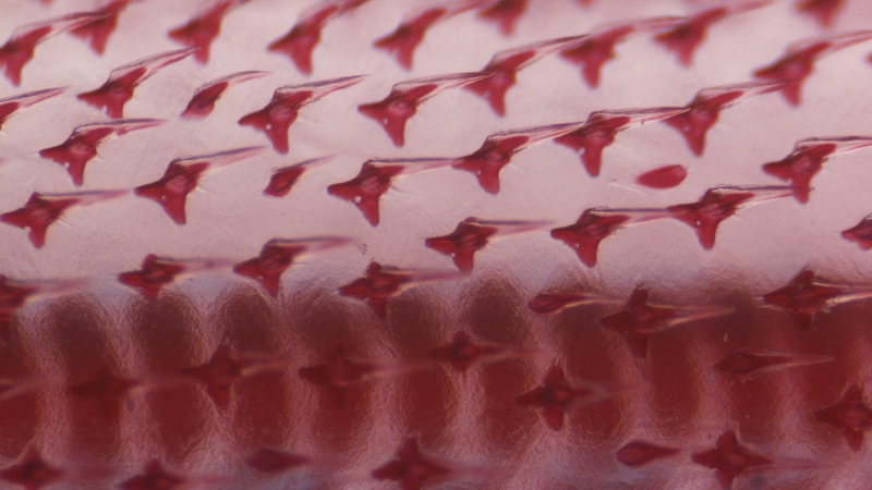 Evolution transferred dermal denticles from the skins of primitive fish to the mouth