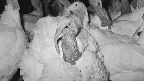 turkey