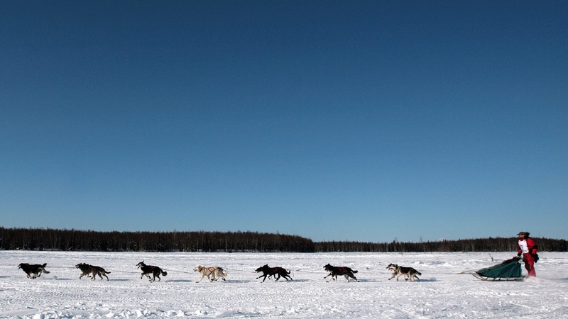 Musher Lance Mackey and his team cross the frozen Willow Lake during the Iditarod race. Photo: Jim Watson AFP/Getty Images