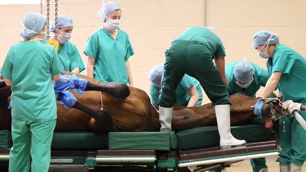 Wind operations are carried out to improve free flow of oxygen to a horse's lungs