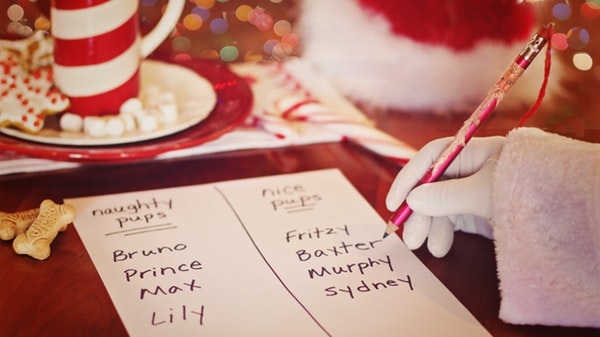 Santa's grotto for pets: 'He is used to dealing with reindeer'