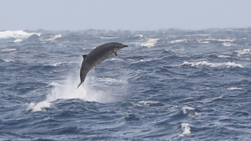 Beaked whales are rarely seen at sea due to their shyness