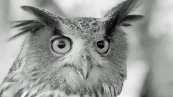 Falconry