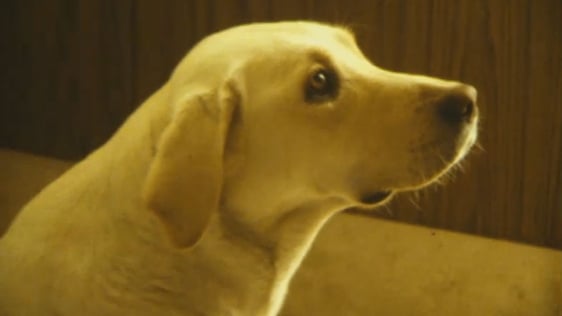 Guide Dog