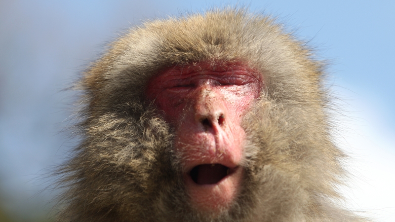 Colds really could leave men feeling fuzzier than women, according to the study