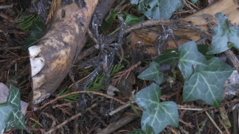 Efforts are continuing to identify the owners of the dead horses