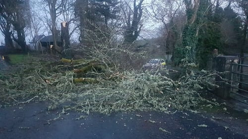 A downed tree in Ennistymon (Pic: @GardaTraffic