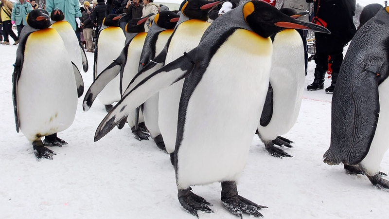 King penguins (file image) like chilly weather but Canada's cold snap proved too much