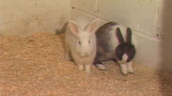 Rabbits (1988)