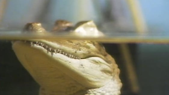 Fred the Alligator