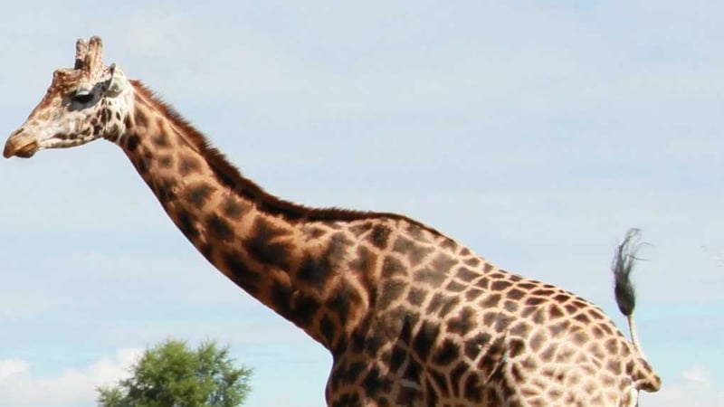 Tadgh was one of Fota Wildlife Park's oldest giraffes