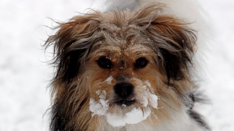 The pathogens could sicken animals, but pose an even bigger threat to humans who handle the raw food