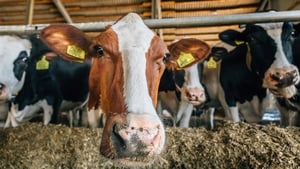 Farmers react to Mercosur Deal show image