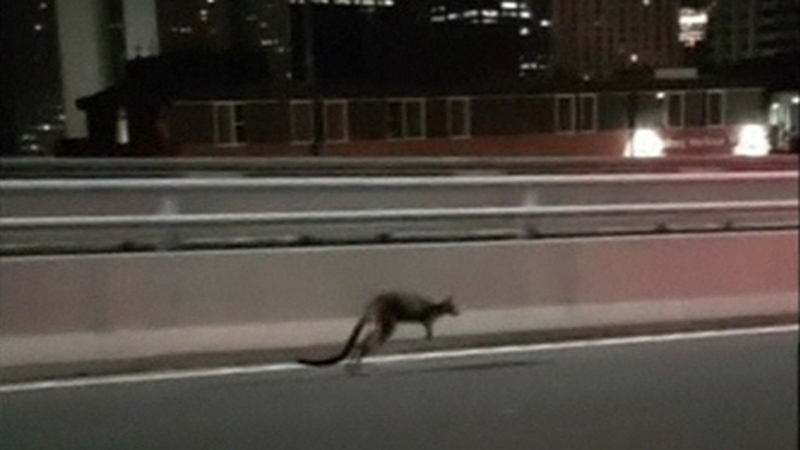 Police said they chased the animal over the bridge before dawn