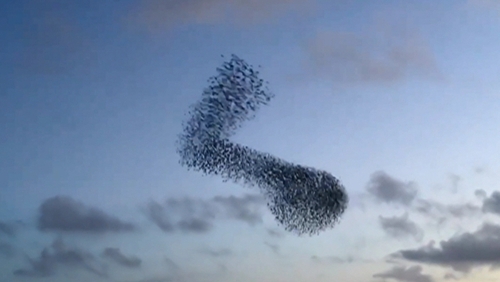 The birds were evading a predator