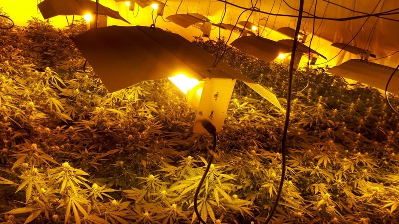 Cannabis plants in various stages of growth were found