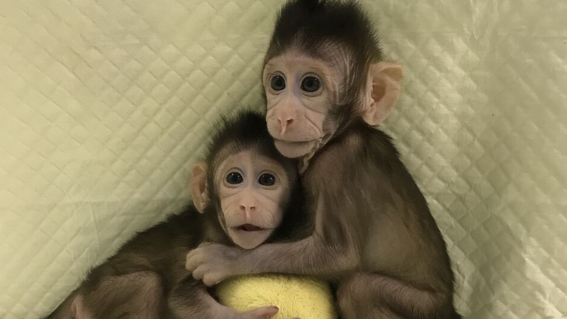 Zhong Zhong and Hua Hua are growing normally