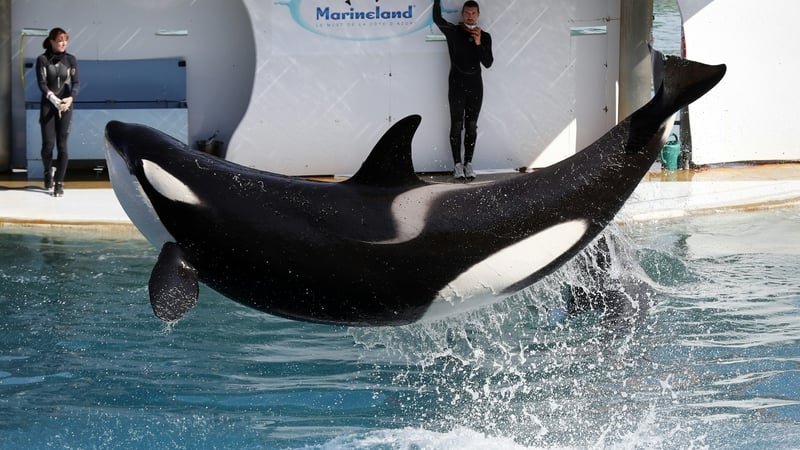 Wikie lives in Marineland in France