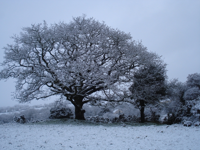 Finalist: Teresa Vaughan, Teerbeg, Macoom, Co. Cork