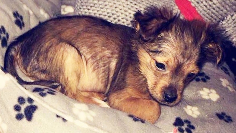 It is believed footage of the alleged attack was shared on social media (Pic: PSNI Craigavon Facebook)