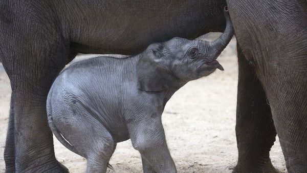 The 'little' fella was born last Saturday Photos: Patrick Bolger