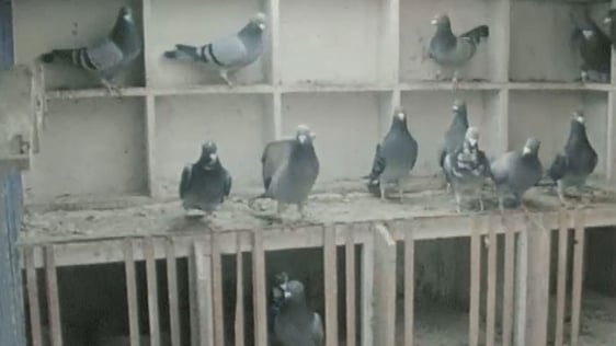 Pigeons in New Ross, County Wexford (1978)