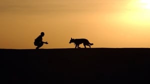Sniffer dogs at League of Ireland games show image