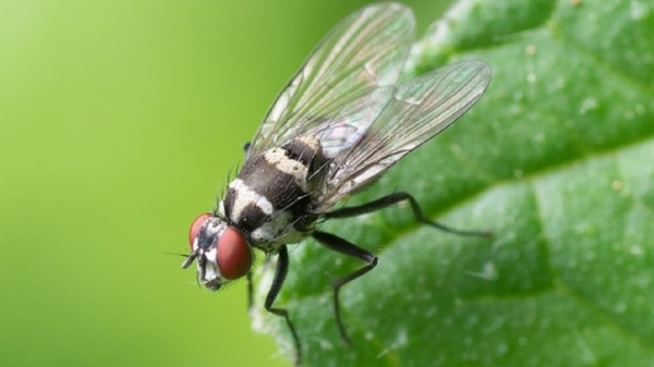 Irish AgTech company, Hexafly converts insects into oil and animal feed