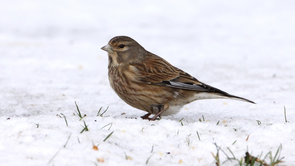 A Linnet surveys its limited options in freezing temperatures