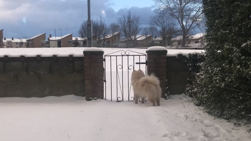Sam loving his first big snow in Ballymun, Dublin (@_KimCon)