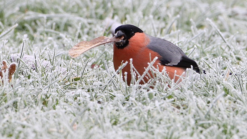 Lean pickings for a Bullfinch in icy weather