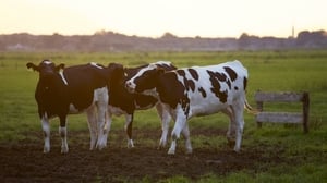 Cashing in on Cows with Deborah Donnelly  show image