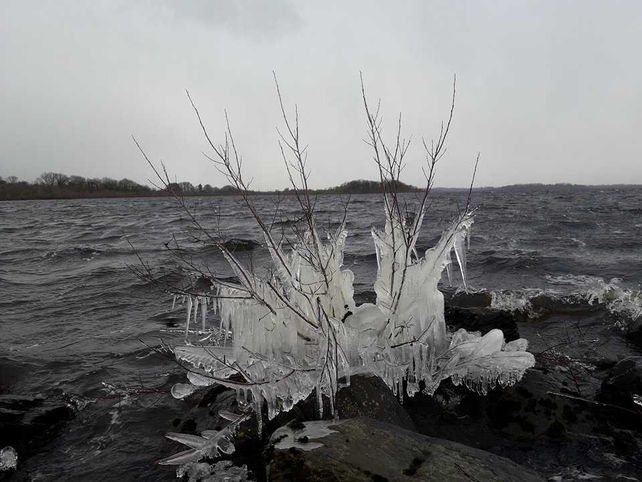 Ice tree in Crossmolina, Mayo - By Thomas Connor