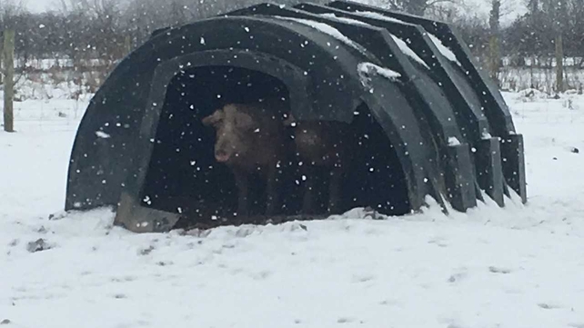 As happy as a pig in ... snow - By Helen McInerney