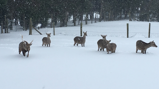 Deer searching for food in Wicklow (Pic: Gerard Rice)
