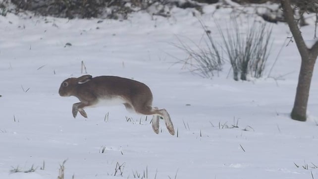 Hare today, gone tomorrow in Longford (Pic: Tiernan Dolan)