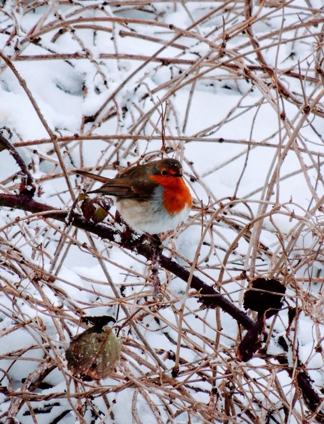 All creatures, great and small. By Ruth Keane, Enniscorthy