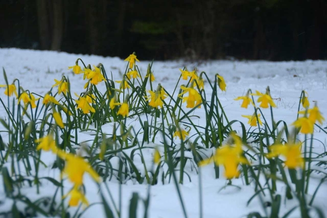Snowy spring in St Anne's Park, Dublin. By Neil Hardy