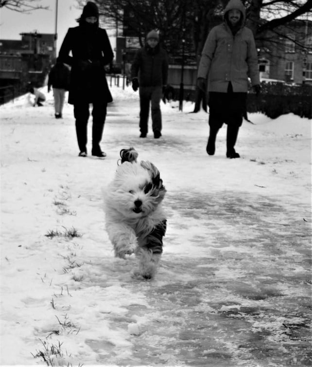 Snowswept by the Royal Canal. By Carol Conway